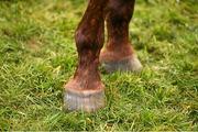 16 March 2016; The hooves of Annie Power, winner of the Stan James Hurdle Championship Trophy, on the gallops ahead of day 2 of the races. Prestbury Park, Cheltenham, Gloucestershire, England. Picture credit: Cody Glenn / SPORTSFILE