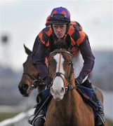 28 February 2010; Tranquil Sea, with Andrew McNamara up, goes to post for The Newlands Steeplechase. Leopardstown Racecourse, Dublin. Picture credit: Brian Lawless / SPORTSFILE