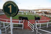 15 March 2010; Willie Mullins trained horses Avrika Legionnaire, led by Raymond Dunne, left, and Discover Fontaine, led by JJ Fitzmaurice, ahead of tomorrow's start of the Cheltenham Racing Festival 2010. Prestbury Park, Cheltenham, Gloucestershire, England. Picture credit: Stephen McCarthy / SPORTSFILE