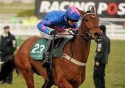 17 March 2010; Cue Card, with Joe Tizzard up, on their way to winning the Weatherbys Champion Bumper. Cheltenham Racing Festival - Wednesday. Prestbury Park, Cheltenham, Gloucestershire, England. Photo by Sportsfile