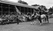 August 1966; The victorious Great Britain team are paraded infront of the Grandstand. Nations Cup, Dublin Horse Show, RDS, Dublin. Picture credit: Connolly Collection / SPORTSFILE