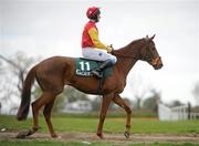 20 April 2010; Birdlip Flyer, with James Carroll up, before the start of the Goffs Land Rover Bumper. Punchestown Racing Festival, Punchestown, Co. Kildare. Picture credit: Pat Murphy / SPORTSFILE