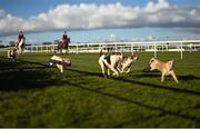 26 April 2016; Hounds from the Hunting Association of Ireland Hound display parade the track before the start of the Growise Champion Novice Steeplechase. Punchestown, Co. Kildare. Photo by Sportsfile