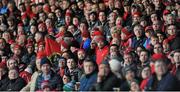 29 April 2016; Munster supporters watch on during the game. Guinness PRO12 Round 21, Munster v Edinburgh. Irish Independent Park, Cork. Eóin Noonan / SPORTSFILE