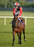 3 June 2016; Jockey Gary Halpin on Beechmount Whisper after winning the Bulmers Live At Leopardstown Festival Maiden during the British Irish Chamber of Commerce Raceday in Leopardstown, Co. Dublin. Photo by Cody Glenn/Sportsfile