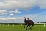 23 June 2016; Mister Saxman is led to the stables ahead of the Bulmer's Evening Meeting at Leopardstown Racecourse in Leopardstown, Dublin. Photo by Cody Glenn/Sportsfile