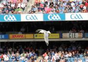 31 July 2010; A seagull gains a 'bird's eye view' of the match. GAA Football All-Ireland Senior Championship Quarter-Final, Tyrone v Dublin, Croke Park, Dublin. Picture credit: Brian Lawless / SPORTSFILE