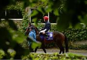 14 July 2016; Veneer Of Charm, with Shane Kelly up, prior to the Irish Stallion Farms European Breeders Fund Maiden on Sportsmanship during the Bulmers Evening Meeting at Leopardstown in Dublin. Photo by Cody Glenn/Sportsfile