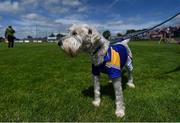 16 July 2016; Longford supporter Teddy ahead of the GAA Football All-Ireland Senior Championship Round 3B match between Longford and Cork at Glennon Brothers Pearse Park in Longford. Photo by Ramsey Cardy/Sportsfile