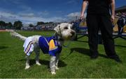 16 July 2016; Longford supporter Teddy ahead of the GAA Football All-Ireland Senior Championship Round 3B match between Longford and Cork at Glennon Brothers Pearse Park in Longford.  Photo by Ramsey Cardy/Sportsfile