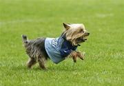 12 May 2007; Dublin fan Beppe the Yorkshire Terrier during during half time. Minor Football Championship Quater-Final, Dublin v Laois, Parnell Park, Dublin. Picture credit: Ray Lohan / SPORTSFILE