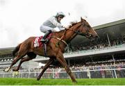 25 July 2016; Jose Echegaray, with Declan McDonogh up, run in the Claregalwayhotel.ie (C&G) European Breeders Fund Maiden at the Galway Races in Ballybrit, Co Galway. Photo by Cody Glenn/Sportsfile