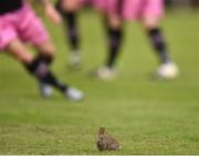 1 August 2016; A rabbit runs onto the pitch during the SSE Airtricity League Premier Division match between Wexford Youths and St. Patrick's Athletic at Ferrycarrig Park in Wexford. Photo by David Maher/Sportsfile
