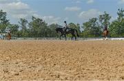 4 August 2016; Judy Reynolds of Ireland on Vancouver K during dressage training at the Olympic Equestrian Centre in Deodora ahead of the start of the 2016 Rio Summer Olympic Games in Rio de Janeiro, Brazil. Photo by Brendan Moran/Sportsfile