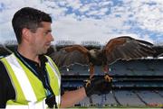 6 August 2016; Barry Nolan, of Wildlife Management, with Alfie The Hawk warning off pigeons ahead of the GAA Football All-Ireland Senior Championship Quarter-Final match between Mayo and Tyrone at Croke Park in Dublin. Photo by Piaras Ó Mídheach/Sportsfile