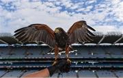 6 August 2016; Alfie The Hawk warning off pigeons ahead of the GAA Football All-Ireland Senior Championship Quarter-Final match between Mayo and Tyrone at Croke Park in Dublin. Photo by Piaras Ó Mídheach/Sportsfile