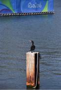 7 August 2016; A Neotropic Cormorant perches near the start area after rowing was cancelled for the day in Lagoa Stadium, Copacabana, during the 2016 Rio Summer Olympic Games in Rio de Janeiro, Brazil. Photo by Brendan Moran/Sportsfile