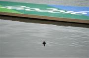 10 August 2016; A Dusky Moorhen on the water following the cancellation of the event for the day in Lagoa Stadium, Copacabana, during the 2016 Rio Summer Olympic Games in Rio de Janeiro, Brazil. Photo by Ramsey Cardy/Sportsfile