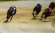 17 September 2016; Rural Hawaii, far left, on their way to winning The Final of the 2016 Boylesports Irish Greyhound Derby ahead of Holycross Leah, far right, and Sonic, centre, in Shelbourne Park, Dublin. Photo by Cody Glenn/Sportsfile