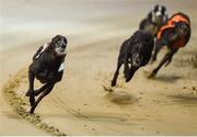 17 September 2016; Rural Hawaii, far left, on their way to winning The Final of the 2016 Boylesports Irish Greyhound Derby ahead of the field including Sonic, from centre left, Escapism, and Ballymac Matt, in Shelbourne Park, Dublin. Photo by Cody Glenn/Sportsfile