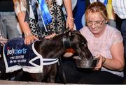 17 September 2016; Rural Hawaii takes a drink of water after winning The Final of the 2016 Boylesports Irish Greyhound Derby in Shelbourne Park, Dublin. Photo by Cody Glenn/Sportsfile
