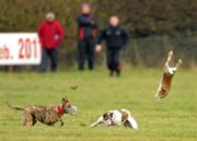 31 January 2011; Tartan Hawk, red collar, turns the hare to beat Miss Tipoki during the first round of the Greyhound and Pet World Oaks. 86th National Coursing Meeting, Powerstown Park, Clonmel, Co. Tipperary. Picture credit: David Maher / SPORTSFILE
