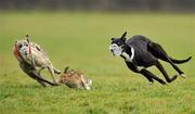 31 January 2011; Lochbo Ruby, white collar, turns the hare to beat Lone Dreamer during the first round of the Greyhound and Pet World Oaks. 86th National Coursing Meeting, Powerstown Park, Clonmel, Co. Tipperary. Picture credit: David Maher / SPORTSFILE