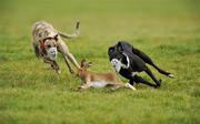 31 January 2011; Lochbo Ruby, white collar, turns the hare to beat Lone Dreamer during the first round of the Greyhound and Pet World Oaks. 86th National Coursing Meeting, Powerstown Park, Clonmel, Co. Tipperary. Picture credit: David Maher / SPORTSFILE