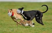 31 January 2011; Chinook Hyland, white collar, turns the hare to beat Crushers Hyland, during the first round of the Boylesports.com Derby. 86th National Coursing Meeting, Powerstown Park, Clonmel, Co. Tipperary. Picture credit: David Maher / SPORTSFILE