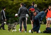 4 December 2016; A dog looks on during the Armagh squad warm-up prior to the O'Fiaich Cup Semi-Final match between Armagh and Derry at St Oliver Plunkett Park in Crossmaglen, Co Armagh. Photo by Piaras Ó Mídheach/Sportsfile