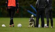 4 December 2016; A dog takes part in the Armagh squad warm-up prior to the O'Fiaich Cup Semi-Final match between Armagh and Derry at St Oliver Plunkett Park in Crossmaglen, Co Armagh. Photo by Piaras Ó Mídheach/Sportsfile