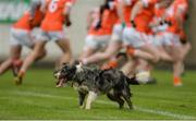 4 December 2016; A dog looks on during the Armagh warm-up prior to the O'Fiaich Cup Semi-Final match between Armagh and Derry at St Oliver Plunkett Park in Crossmaglen, Co Armagh. Photo by Piaras Ó Mídheach/Sportsfile