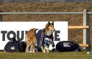 11 January 2002; Local dog Lassie during a Leinster Rugby training session at the Stad TACA in Toulouse, France. Photo by Matt Browne/Sportsfile