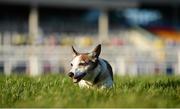 28 December 2016; Otter the jack russell plays out on the course ahead of day three of the Leopardstown Christmas Festival in Leopardstown, Dublin. Photo by Seb Daly/Sportsfile