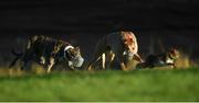 28 December 2016; Hawthorn Cree, red collar, and Barrack Ali compete during the Oaks Trial Stakes at the Abbeyfeale Coursing Meeting in Abbeyfeale, Co. Limerick. Photo by Stephen McCarthy/Sportsfile