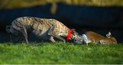 28 December 2016; Stickitouttaragh competes during the Oaks Trial Stakes at the Abbeyfeale Coursing Meeting in Abbeyfeale, Co. Limerick. Photo by Stephen McCarthy/Sportsfile