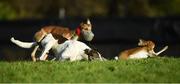 28 December 2016; District Twelve, white collar, and Wallace Banner, red collar, competes during the Corn Na Feile All Age at the Abbeyfeale Coursing Meeting in Abbeyfeale, Co. Limerick. Photo by Stephen McCarthy/Sportsfile