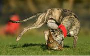 28 December 2016; Killacolla Tank competes during the Derby Trial Stakes at the Abbeyfeale Coursing Meeting in Abbeyfeale, Co. Limerick. Photo by Stephen McCarthy/Sportsfile