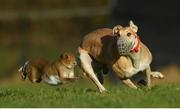 28 December 2016; Bedford Sam competes during the Derby Trial Stakes at the Abbeyfeale Coursing Meeting in Abbeyfeale, Co. Limerick. Photo by Stephen McCarthy/Sportsfile