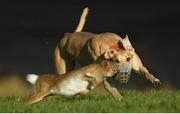 28 December 2016; Bedford Sam competes during the Derby Trial Stakes at the Abbeyfeale Coursing Meeting in Abbeyfeale, Co. Limerick. Photo by Stephen McCarthy/Sportsfile