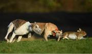 28 December 2016; Bedford Sam, red collar, and Game Alonso, white collar, compete during the Derby Trial Stakes at the Abbeyfeale Coursing Meeting in Abbeyfeale, Co. Limerick. Photo by Stephen McCarthy/Sportsfile
