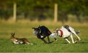 28 December 2016; Downtown Bell, left, and Ocean Joy compete during the Oaks Trial Stakes at the Abbeyfeale Coursing Meeting in Abbeyfeale, Co. Limerick. Photo by Stephen McCarthy/Sportsfile