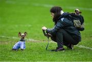 8 January 2017; Dublin supporter Maria Farrell from Kilbarrack, Co Dublin, takes a picture of her dog Marley, a Yorkshire terrier, with her dog Sally in her backpack following the Bord na Mona O'Byrne Cup Group 1 Round 1 match between Dublin and DCU Dochas Eireann at Parnell Park in Dublin.  Photo by Cody Glenn/Sportsfile