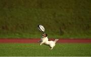 27 February 2017; Kerry the dog practices her ball skills before Munster players arrive for squad training at the University of Limerick in Limerick. Photo by Diarmuid Greene/Sportsfile