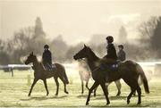 13 March 2017; Brelade, right, with Katie O'Farrell up on the gallops prior to the start of the Cheltenham Racing Festival at Prestbury Park, in Cheltenham, England. Photo by Seb Daly/Sportsfile