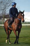 13 March 2017; Wicklow Brave, with Jason Dear up, on the gallops prior to the start of the Cheltenham Racing Festival at Prestbury Park, in Cheltenham, England. Photo by Seb Daly/Sportsfile