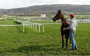 14 March 2017; Flatfoot Boogie and handler Declan Moran on the course ahead of the races during the Cheltenham Racing Festival at Prestbury Park, in Cheltenham, England. Photo by Cody Glenn/Sportsfile