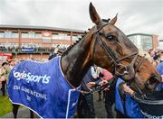 17 April 2017; Our Duke after winning the Boylesports Irish Grand National Steeplechase during the Fairyhouse Easter Festival at Fairyhouse Racecourse in Ratoath, Co Meath. Photo by Seb Daly/Sportsfile