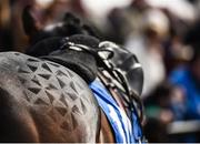 18 April 2017; A detailed view of a horse's patterned coat prior to the Lilly Bain Bathroom and Tiles Supporting Newry RFC Maiden Hurdle during the Fairyhouse Easter Festival at Fairyhouse Racecourse in Ratoath, Co Meath. Photo by Seb Daly/Sportsfile