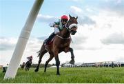 26 April 2017; Fayonagh, with Jamie Codd up, on their way to winning the Racing Post Champion INH Flat Race at Punchestown Racecourse in Naas, Co. Kildare. Photo by Seb Daly/Sportsfile